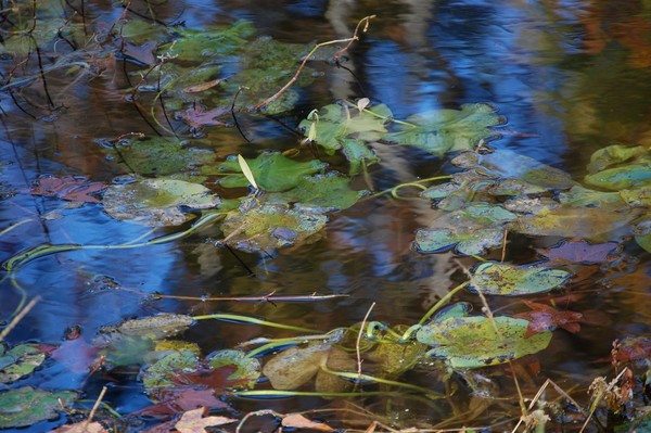 pond scheme