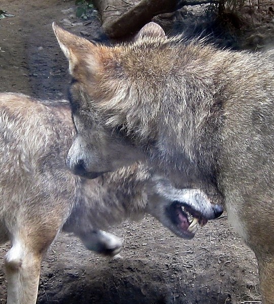 Fighting Wolves