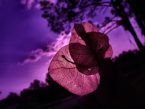 Purple with Passion