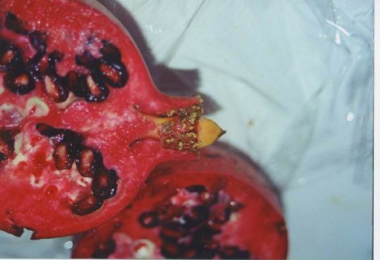 pomegranate