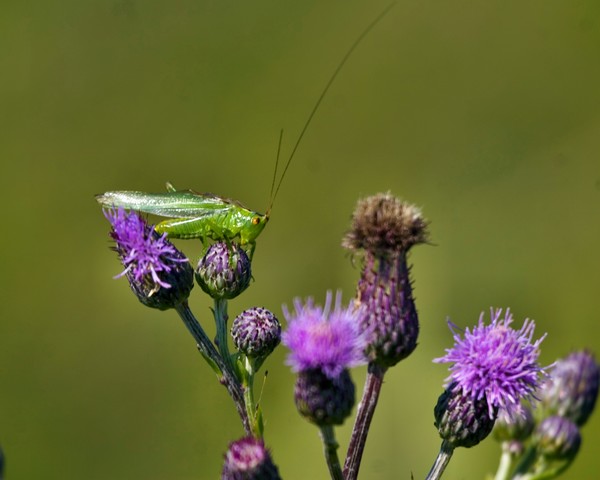 Katydid