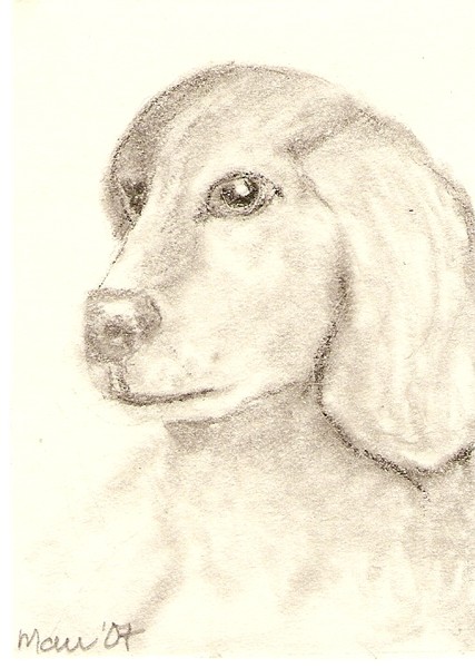 Yellow Labrador