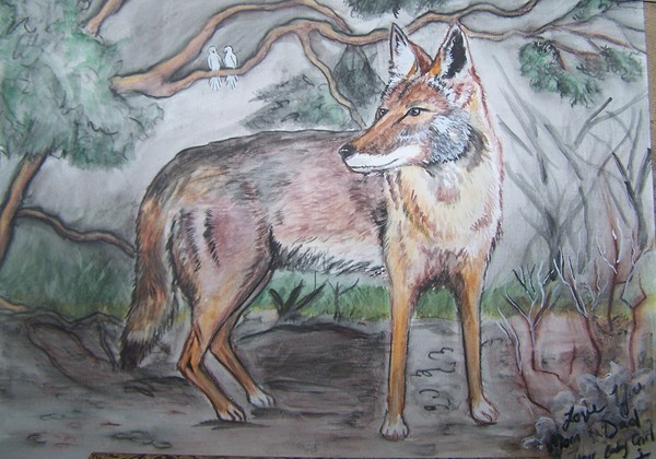 el coyote