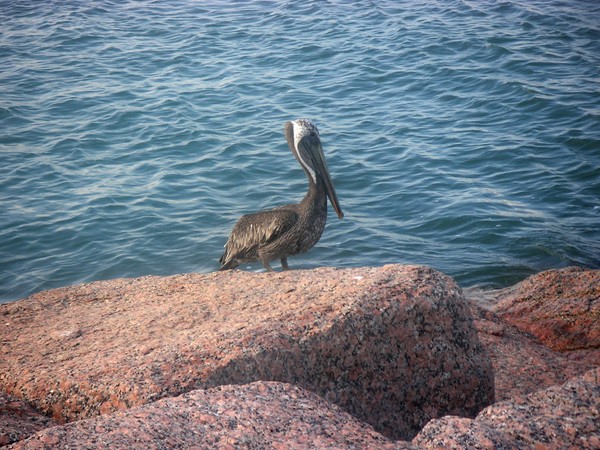 Being One With The Gulf - Anticipating