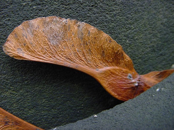Wings