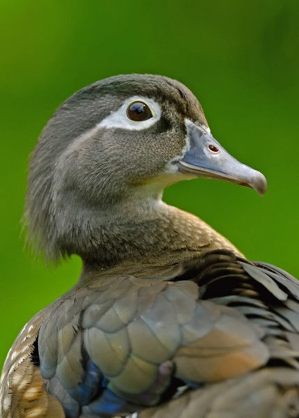 Wood duck I