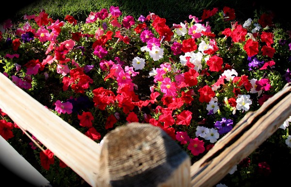 A Gardeners Corner