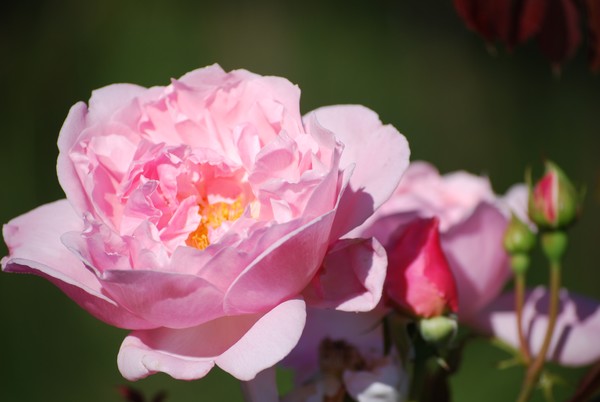 Breast Cancer Rose