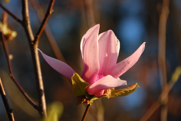 Jane Magnolia