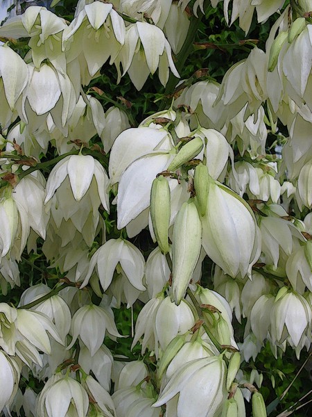 Yucca Blooms~watercolour effect