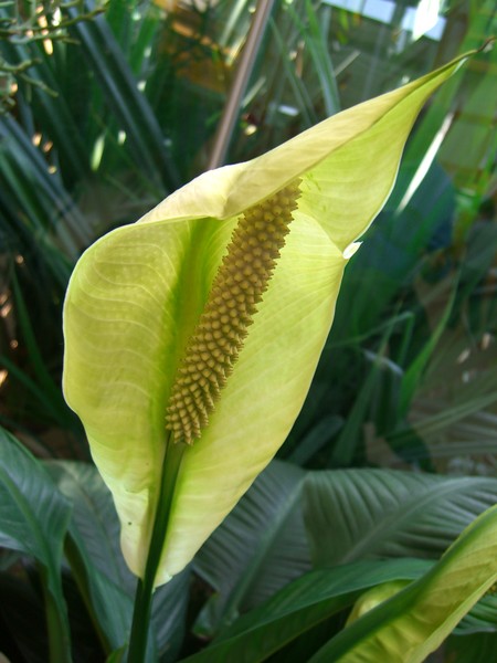 Peace Lily