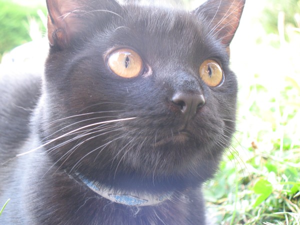 My Cat Kawi 2