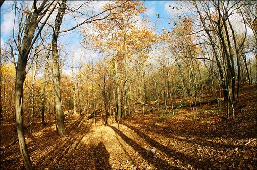 forest