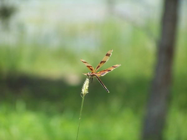 Dragonfly