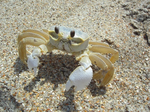 Ghost Crab