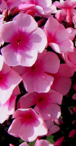 Pink_Funny_Faces_2