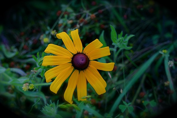 Black Eyed Susan