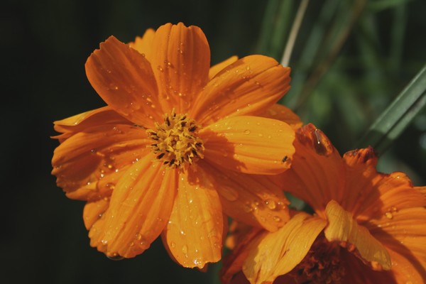 Orange You Pretty