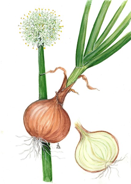 Onion - Allium cepa