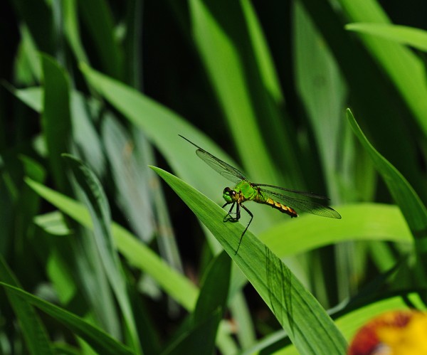 Dragonfly