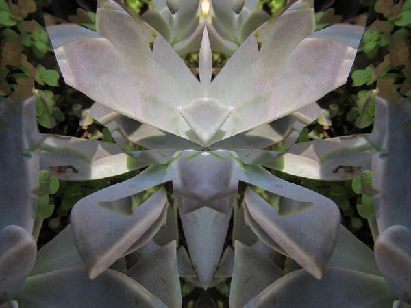 Succulent