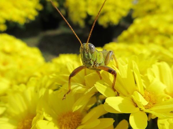 Green Grasshopper