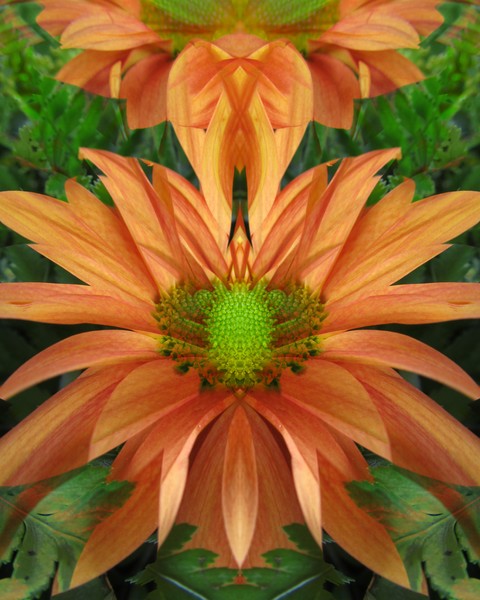 Orange Dream