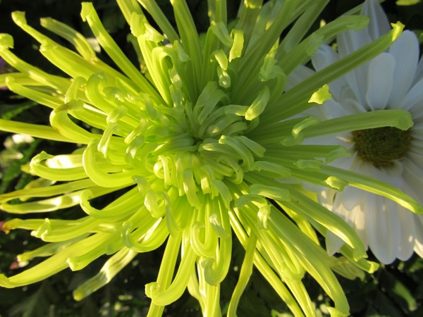 Green Spider Mum
