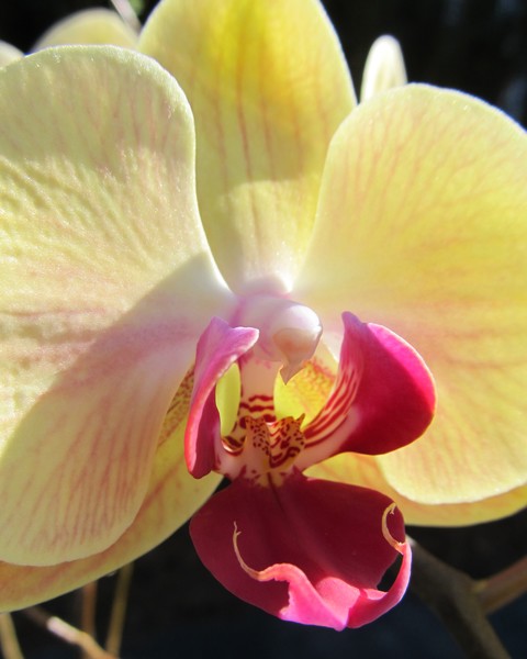 Yellow Orchid