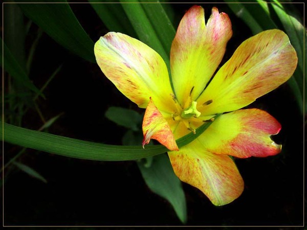 Tulip