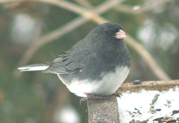 Male Junco....having lunch!