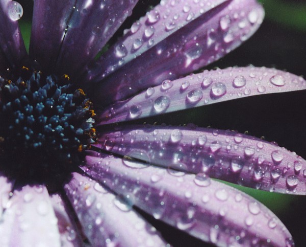 Morning Dew