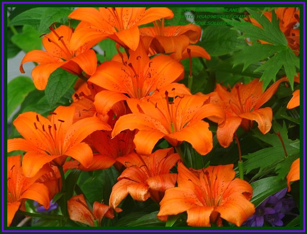 colorful..season beauty:=))