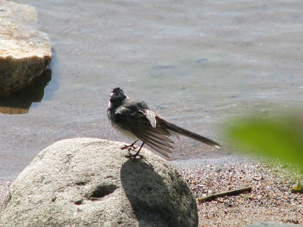 city bird on the rocks...