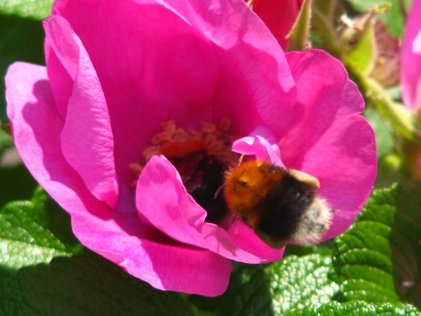 core nectar
