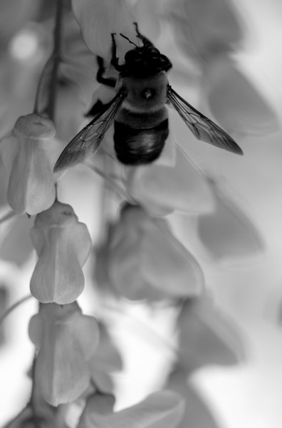 Macro