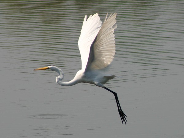 Egret with wings up in Allendale