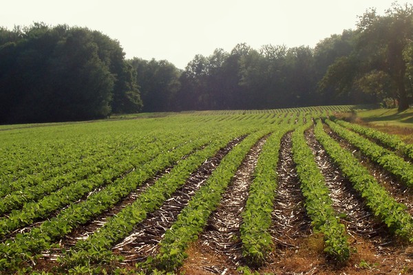 Summer Field