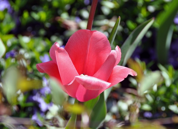 More Tulips