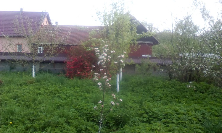 The little apple tree