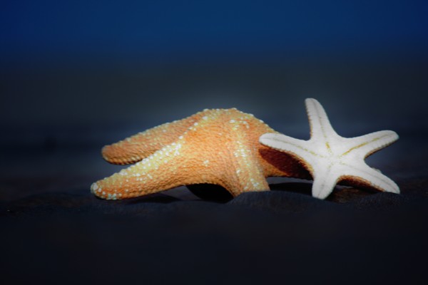 Star fish on the Beach