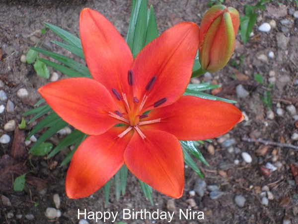 Happy Birthday Nira