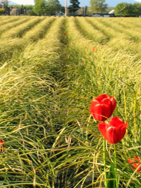 Tulip3