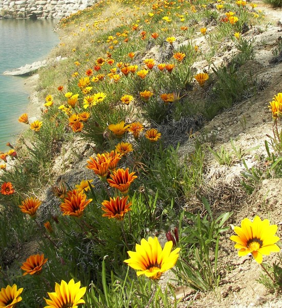 Flowering By The Pond
