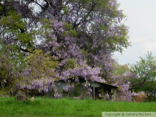 Wisteria Magic