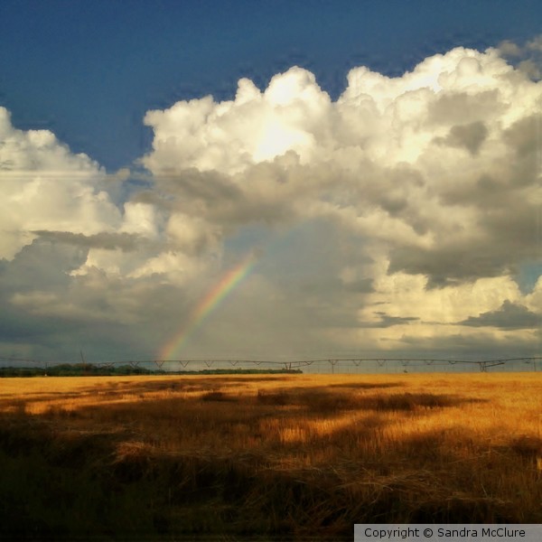 Rainbow in the Rain