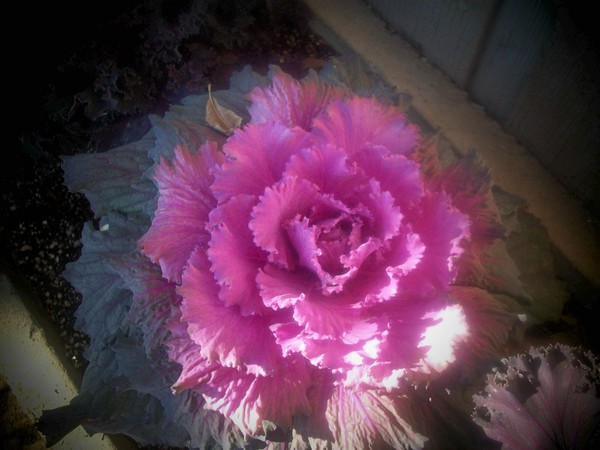 Valentine Beauty