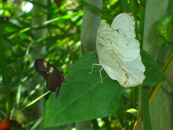 Black and White Butterflies