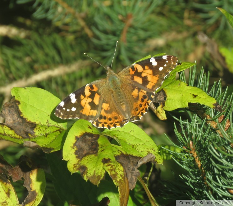 Butterfly