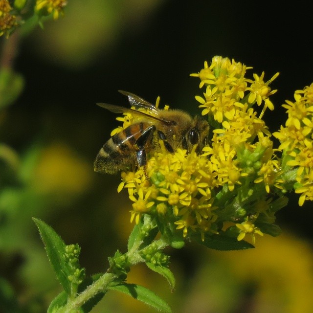 Bee